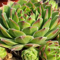 Sempervivum  'Commander Hay'